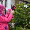 Weihnachtsbäume