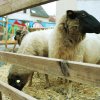 bilder-weihnachtsmarkt2015_05