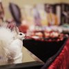 bilder-weihnachtsmarkt2015_22